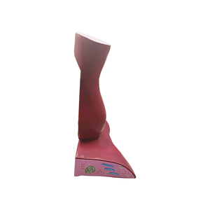 <span class=keywords><strong>Synapses</strong></span> neuronales et structure des fibres nerveuses ZM5044 agrandie - Product Image 5