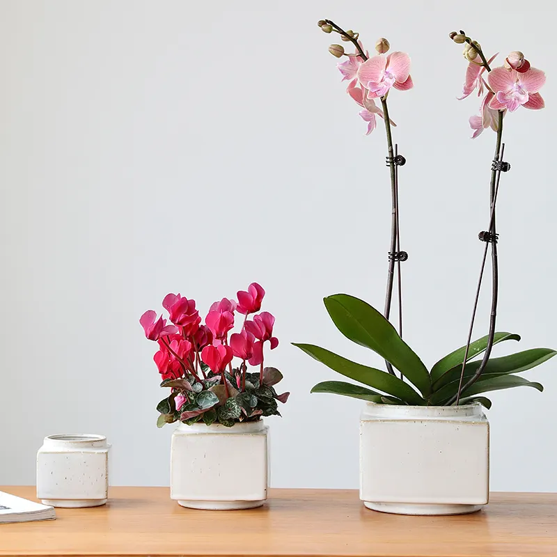 Recién llegado, decoración de jardín para el hogar, maceta blanca suculenta, macetas cuadradas de porcelana de orquídeas, venta al por mayor