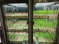 LIYI Chambre de croissance des plantes Climate Controlled Artificial Climate Seed Germination Machine Plant Growth Box Incubateur