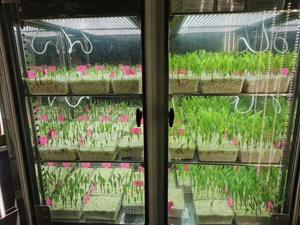 LIYI植物成長チャンバー気候制御人工気候種子発芽機植物成長ボックスインキュベーター - Product Image 5