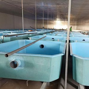Offre Spéciale écloserie aquaculture élevage extérieur rond rectangulaire agriculture frp fibre de verre <span class=keywords><strong>aquarium</strong></span> - Product Image 3