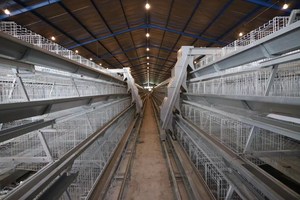Jaulas para gallinas ponedoras, gallinas ponedoras con batería automática, proveedor de equipos - Product Image 4