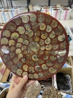 Tranche de pierre naturelle d'ammonite de Madagascar, découpée et imprimée, ornement Feng Shui, spécimen biologique DIY