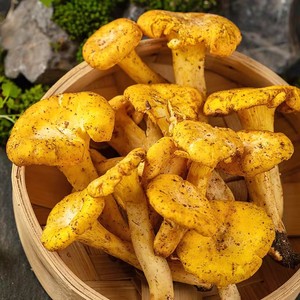 Funghi Girolle Selvatici Dorati DETAN per l'Esportazione in <span class=keywords><strong>Vendita</strong></span> - Product Image 1