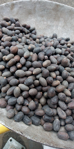 Lianzi Trung Quốc truyền thống thảo mộc khô toàn bộ màu đen Nelumbo Nucifera hạt giống thiêng liêng sen Hạt giống cho bán - Product Image 6