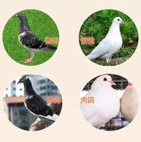 Bague d'identification numérique à clipser Jinyu King, type ouvert, lettres, diamètre intérieur 8mm/10mm pour bagues de pied de pigeon de course