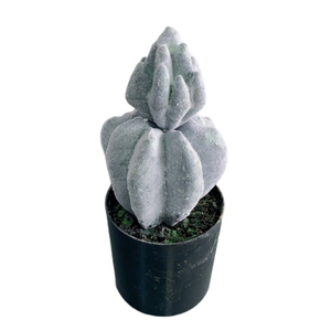 Cactus artificial grande-Planta decorativa del desierto para escritorio y paisaje - Product Image 4