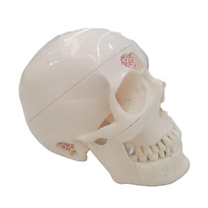 Modelo de calaveras dentales de Anatomía de Mandíbula humana para odontología - Product Image 2