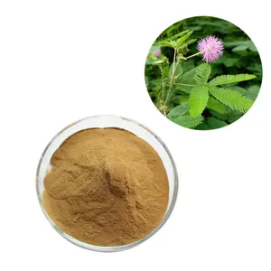 Bán hàng nóng nhạy cảm thực vật chiết xuất thảo mộc/Mimosa pudica chiết xuất bột