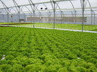 Système de culture hydroponique vertical NFT Seedafarm à haut rendement, haute rigidité, facile à utiliser pour les serres domestiques et les fermes