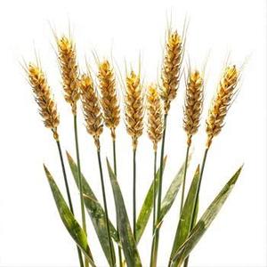 Blé Séché Biologique Premium en Vrac Qualité Alimentaire Non-OGM Riche en Protéines Fourniture en Gros pour la Boulangerie Commerciale et l'Exportation de Pâtes - Product Image 3
