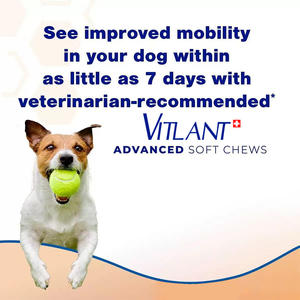 Compresse nutrizionali masticabili per la cura delle articolazioni per cani integratori sanitari per animali domestici per una salute ottimale degli animali domestici - Product Image 4