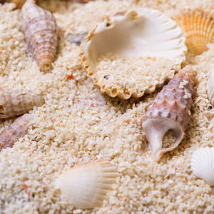 Natuurlijke <span class=keywords><strong>Aquarium</strong></span> Shell Koraal Zee Zand Filippijnen Zand <span class=keywords><strong>Aquarium</strong></span> Landschap Decoratie Cichlid Heremietkreeft Zand - Product Image 4