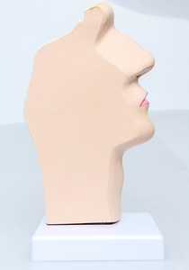 Modèle anatomique de l'enseignement de la médecine, modèle pathologique de l'enseignement du nez, de la bouche et de la gorge humains - Product Image 6