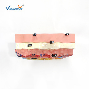 Synchronisation des couleurs assistée par l'ordinateur pour les modèles d'anatomie cutanée, modèles avancés de structures cutanées peintes - Product Image 2
