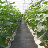 Les melons, les fruits et le tabac peuvent tous être utilisés : film plastique pour couvrir les concombres, les pastèques, les tomates, les épinards et le céleri