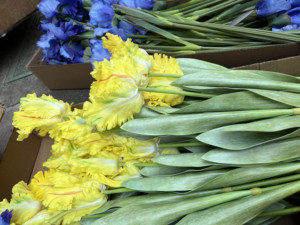 بالجملة زهور التوليب الاصطناعية التي تعمل باللمس الحقيقي آليس القزحية هدايا الزهور ليوم عيد الحب - Product Image 6