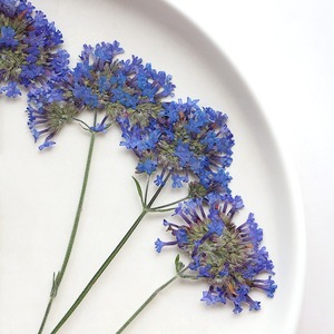 <span class=keywords><strong>Fleur</strong></span> séchée de <span class=keywords><strong>verveine</strong></span> de saule, spécimen végétal pressé, marque-page, cadre photo, <span class=keywords><strong>fleur</strong></span> pressée pour bricolage et collage - Product Image 3