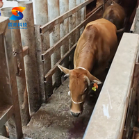 Machines d'abattage de bétail, équipement d'abattoir pour le traitement automatique du bétail