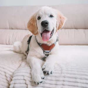 Nuovo stile di moda regolabile prodotti per cani Pet imbracatura all'ingrosso personalizzato per il piccolo cane medio e Lager - Product Image 4