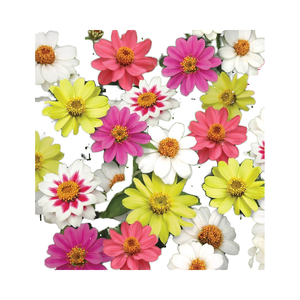 Burpee Modern Design Style Himbeer-Limonade-Mischung Zinnia 25er-Pack - Product Image 1