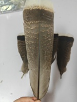 Plumes de queues de dinde naturelles de haute qualité pour les costumes de carnaval danse Halloween artisanat Vente en gros en stock Offre Spéciale vrac