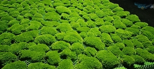 Real Natural Green Preserved Pole <strong>Moss</strong> Pillow <strong>Bun</strong> Cushion <strong>Moss</strong> Frame Art DIY Kit Terrariums Gardening Art Wall Decor - Product Image 4