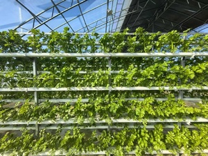 Étagère de culture hydroponique verticale d'intérieur pour ferme CEA, <span class=keywords><strong>petite</strong></span> serre, table de culture pour légumes verts, fruits et légumes - Product Image 4