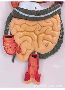Modelo Anatómico del Sistema Digestivo Humano con Hígado, Estómago y Intestino Grueso para Entrenamiento en Ciencias Médicas, Tipo Maniquí - Product Image 5