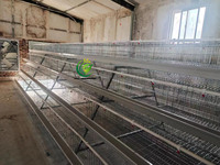 Équipement d'élevage de poules pondeuses avec cages à poules post-galvanisation à chaud, durée de vie de 20 ans, pour projets de 5000 à 20000 poules pondeuses