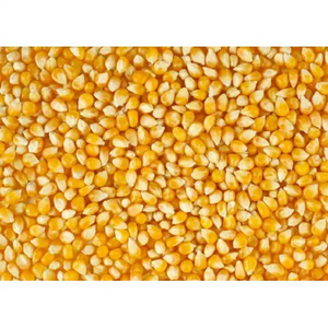 Graines de maïs jaunes, grains de maïs entiers, maïs indien en vrac, grains de maïs séchés, maïs de qualité supérieure pour l'alimentation et l'alimentation animale - Product Image 1
