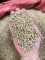Nouvelle Récolte Graines de Coriandre Entières (Dhania) Séchées Brutes – Approvisionnement en Gros pour Usines, Emballage Personnalisé Disponible