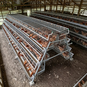 Equipo Automático Galvanizado para Gallinas Ponedoras, Jaulas de Acero para Aves de Corral, para Granjas Avícolas, en Oferta - Product Image 1