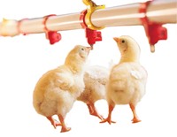 Abreuvoir à tétons automatique avec tasse pour poulet et poulet, abreuvoir automatique pour canard