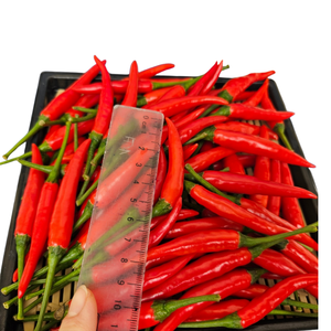 พริกสดเวียดนามแบบปรับแต่งได้ผลิตภัณฑ์ทางการเกษตรสมุนไพรเดี่ยวแปรรูปดิบ - Product Image 5