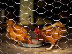 רשת תיל משושה מגולוון/רשת עוף - Product Image 3