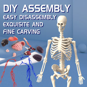 Venta al por mayor de Modelos de Circulación de sangre humana que brillan en la oscuridad <span class=keywords><strong>huesos</strong></span> anatomía material didáctico transparente juguetes <span class=keywords><strong>del</strong></span> <span class=keywords><strong>cuerpo</strong></span> <span class=keywords><strong>humano</strong></span> - Product Image 5