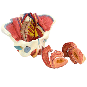 Modello di anatomia pelvica femminile con nervi genitali e vascolari per l'insegnamento e la formazione medica - Product Image 2