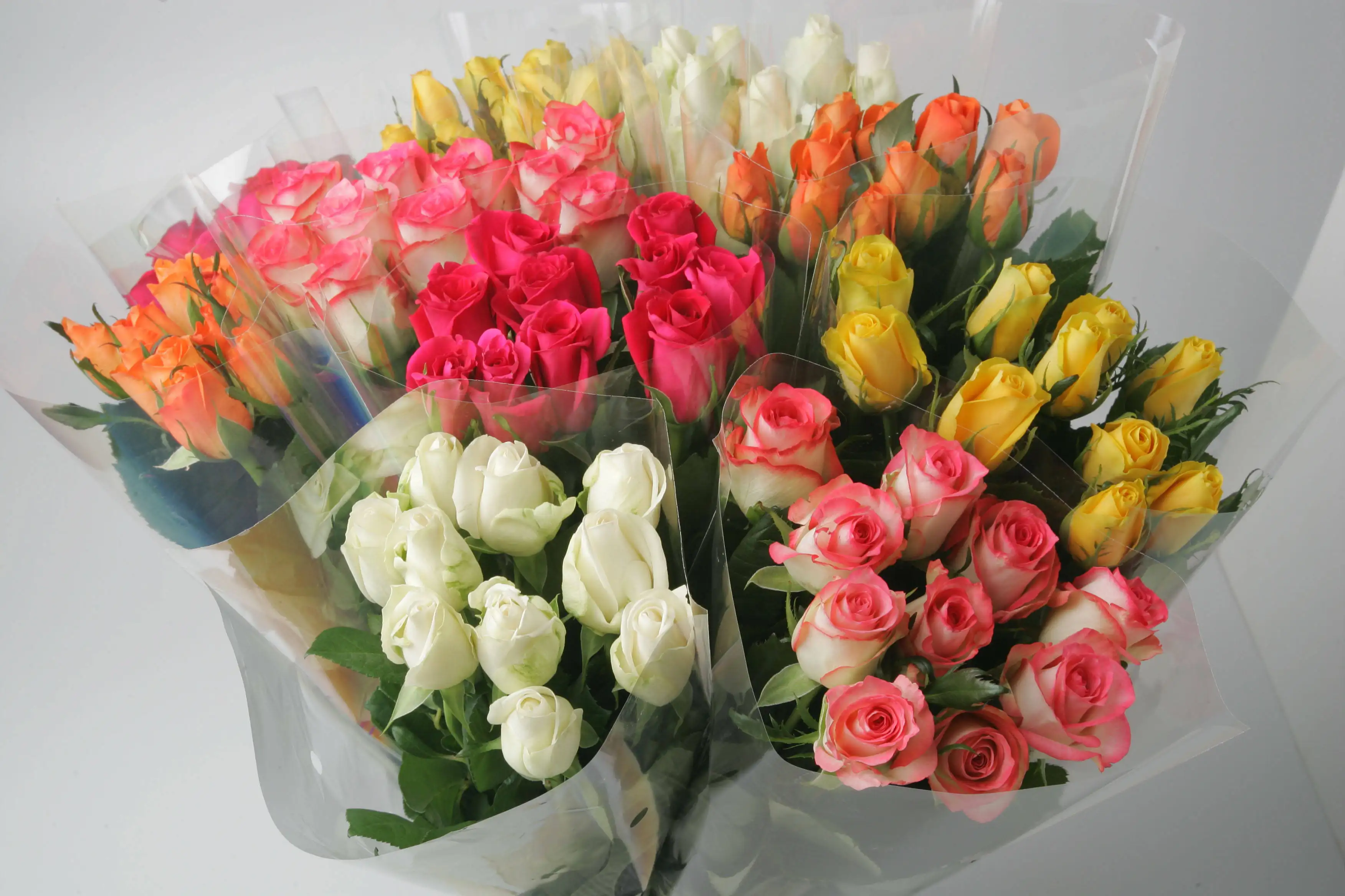 Flores de corte fresco quenianas, flores com memória intensa rosa, haste grande de 50 cm, atacado de rosas frescas