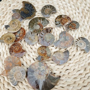 Européenne Américaine Chine <span class=keywords><strong>de</strong></span> l'Est <span class=keywords><strong>Mer</strong></span> Petites Tranches Couper La Moitié Pierre Brute Cristal Naturel Mini Conque <span class=keywords><strong>Fossile</strong></span> <span class=keywords><strong>Escargot</strong></span> Coloré - Product Image 1