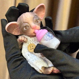 Gatto Realistico in Silicone Pesante Fatto a Mano, Giocattolo Morbido da 0,45 libbre, <span class=keywords><strong>Bambola</strong></span> di Moda per Ragazze a Forma di Gatto Realistico - Product Image 2