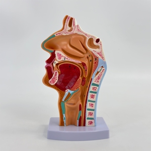 Modèle anatomique de la cavité nasale et du larynx sains, incluant la section du nez, de la gorge et du cou - Product Image 1