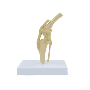 Modèle anatomique d'articulation de genou <span class=keywords><strong>canin</strong></span> en PVC grandeur nature pour la formation d'anatomie de chien dans les écoles vétérinaires, les cliniques et les écoles de médecine - Product Image 6