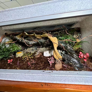 <span class=keywords><strong>Teca</strong></span> Terrario <span class=keywords><strong>per</strong></span> Rettili da 120 cm con Chiusura a Cinghia in Vetro e Plastica Imballato in Scatola con Vassoio in Plastica - Product Image 1