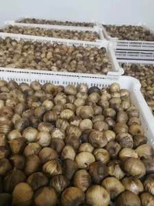 Piyasada en çok satan bir ürün; Yüksek kaliteli A + sınıfı siyah sarımsak. - Product Image 3