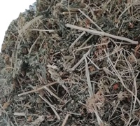 Herbe naturelle brute de Rue (Ruta graveolens) séchée, tiges et feuilles, Rue de jardin pour tisane