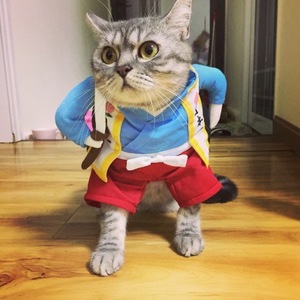 Costume de cosplay pour chat, style Urashima Taro, tenue de samouraï, vêtements pour animaux de compagnie, toutes saisons, design créatif - Product Image 3