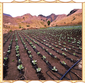 ท่อพลาสติก HDPE คุณภาพสูง ทนแรงดันสูง สำหรับระบบน้ำหยดประหยัดน้ำ ความยาว 1 เมตร เหมาะสำหรับระบบโรงเรือน - Product Image 3