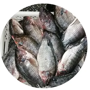 Продажа замороженной рыбы тилапии урезан со шкалой