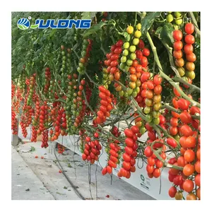 Estufa de túnel multi-span Smart Farm Sistemas de cultivo hidropônico agrícola para tomate